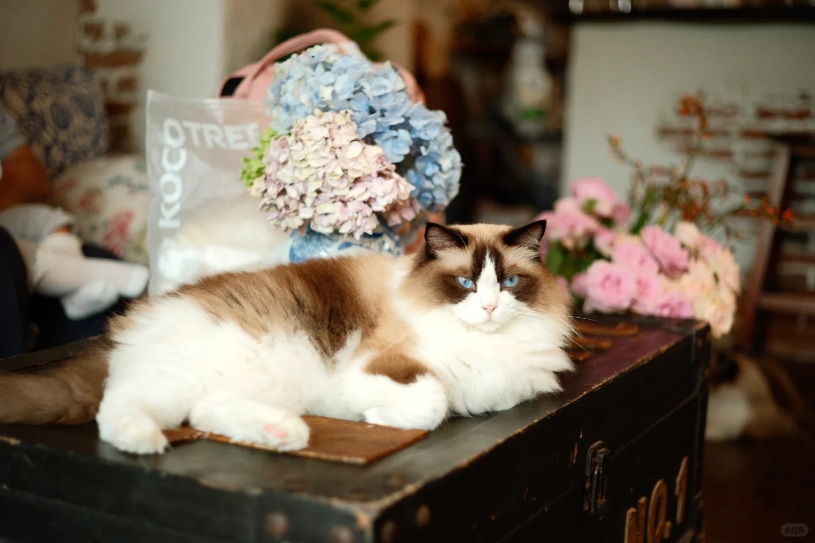 蓝眼睛的店猫趴在旧木箱上，身后放着绣球花