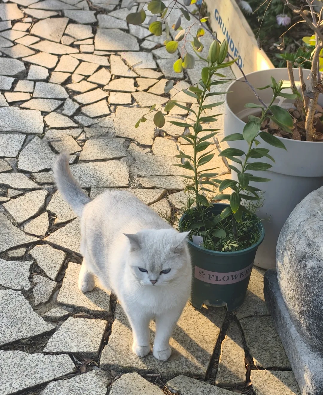 白色小猫站在阳光照亮的石板路和花盆旁